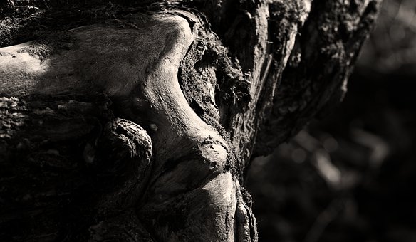 Træ, Bark, Skov, Træstamme, Natur