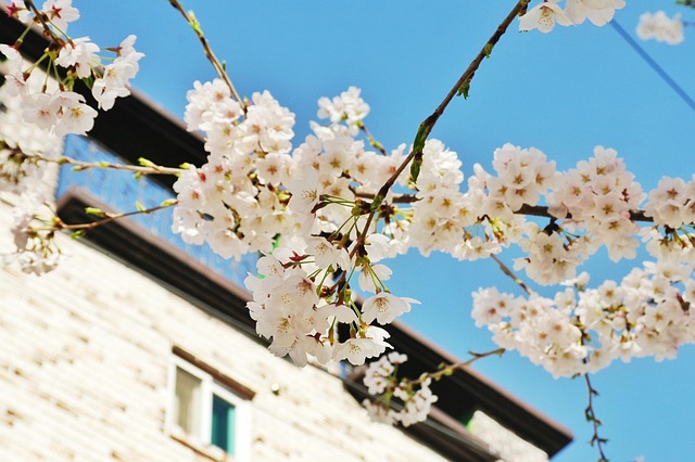 Free Cherry Blossom Flower photo and picture