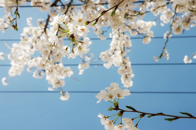 Free Cherry Blossom Flower photo and picture