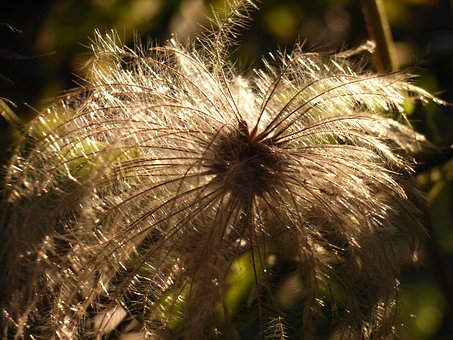 Free Pasque Flower Nature photo and picture