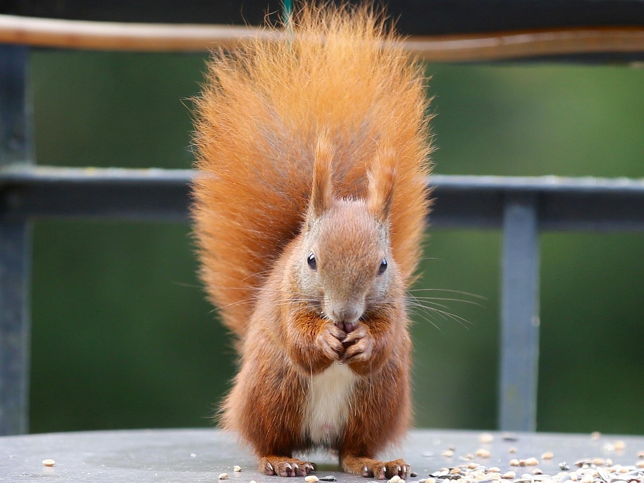 squirrel, calibration hangover, wildlife, mammal, nature, cute, rodent, fur, animal