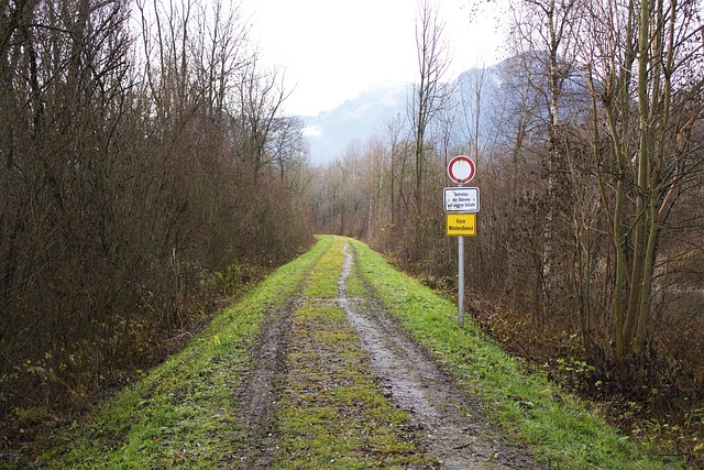 Duitsland, Beieren, Woud, Europa, Reizen