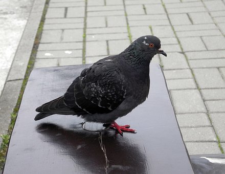 Free Birds Pigeon photo and picture