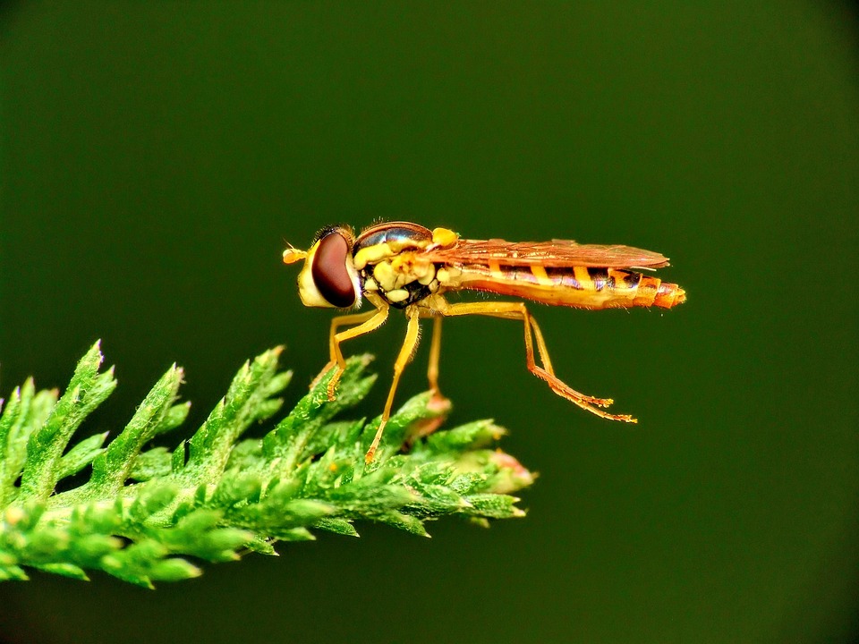 Macro Insect Mucha - Free photo on Pixabay - Pixabay