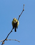 baby bird, tomtit, bird