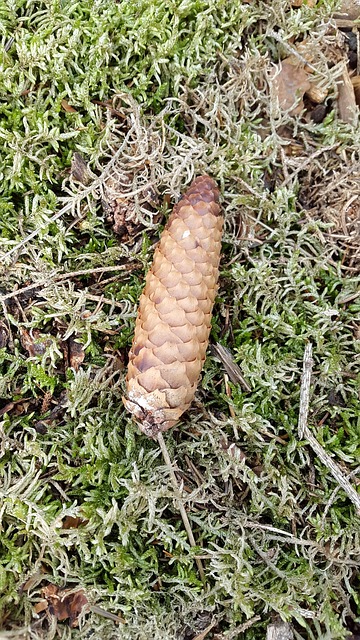 Free Fir Tree Tap photo and picture
