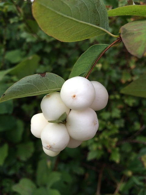 Free White Berries photo and picture