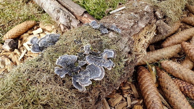 Free Mushrooms Floor photo and picture