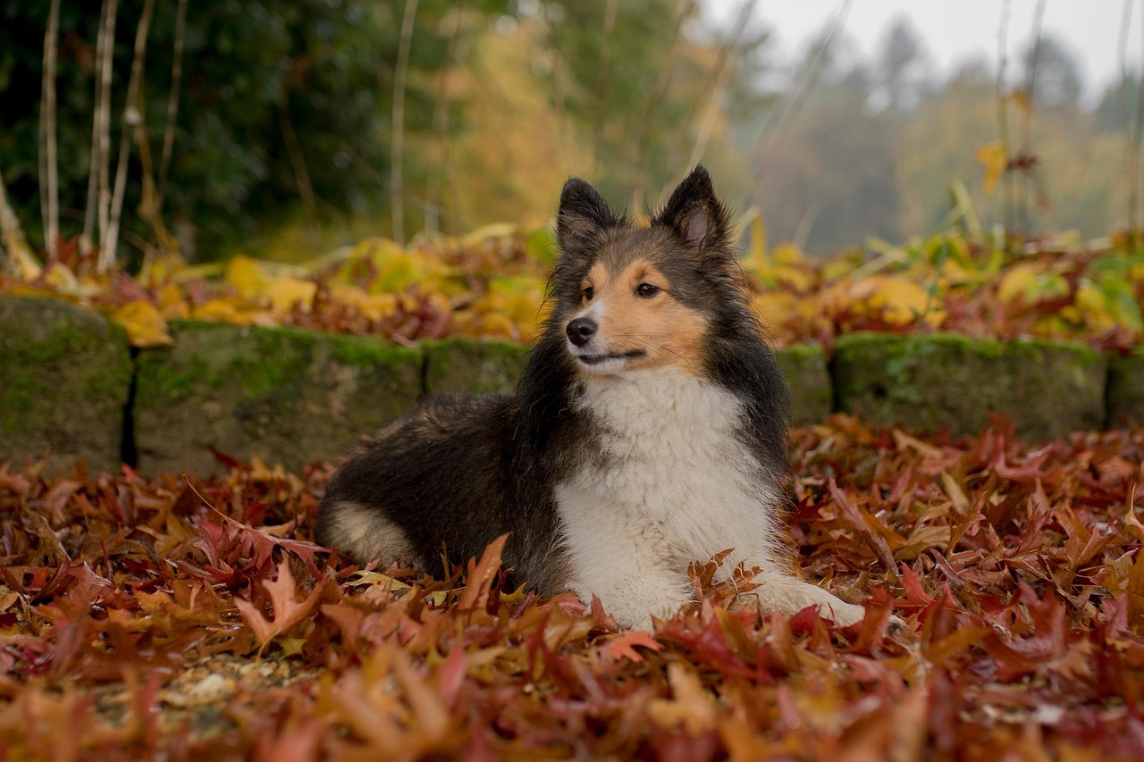 Sheltie Simple Image Dog Sheltie Animal Portrait Close - Free photo on Pixabay