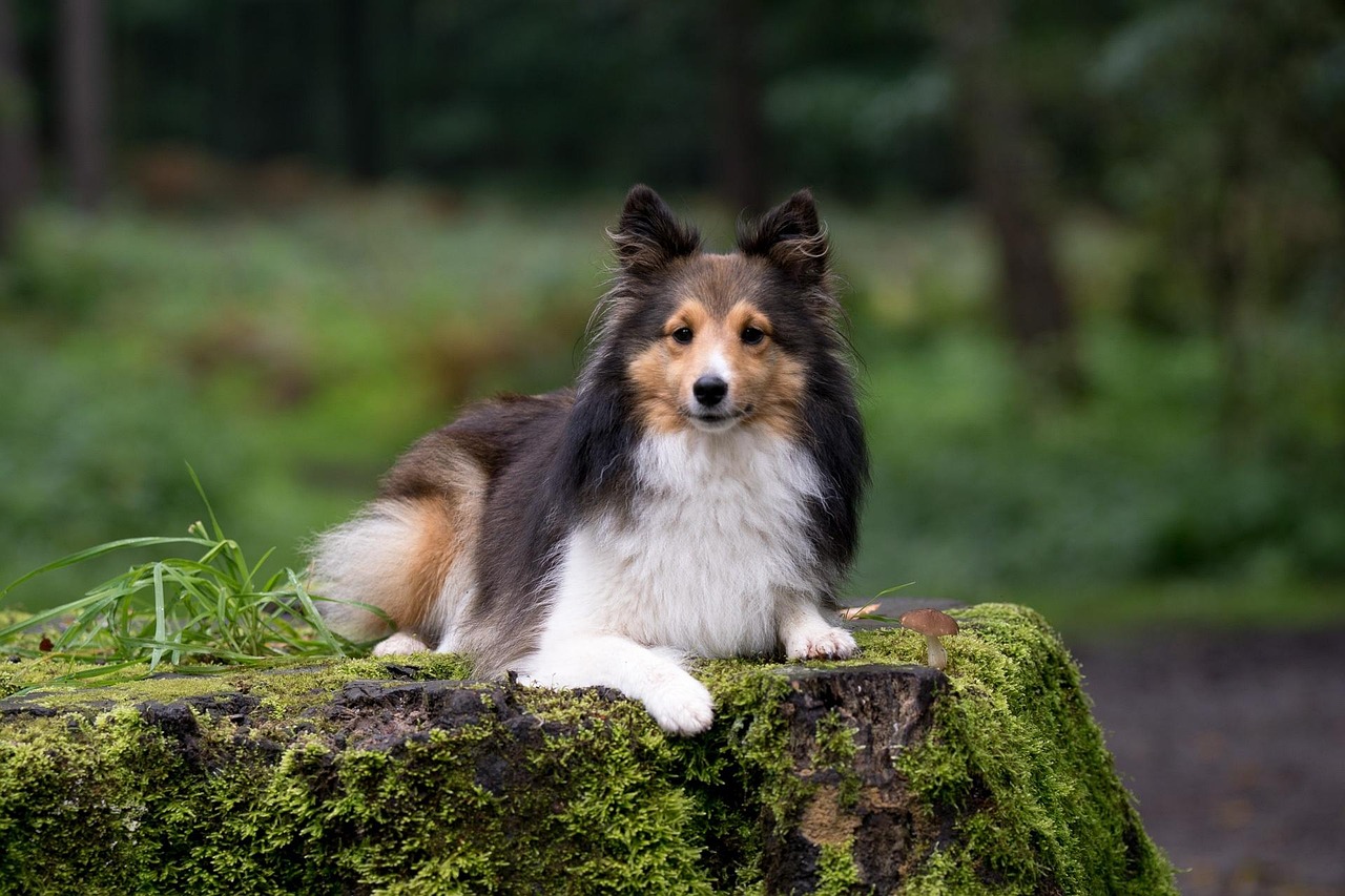 Sheltie Simple Image 300+ Free Sheltie & Dog Images - Pixabay