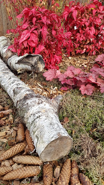 Free Birch Moss photo and picture