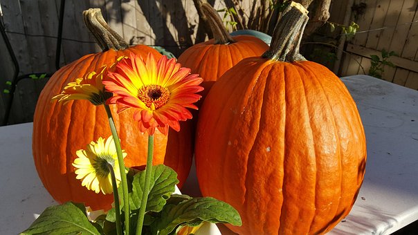 Free Pumpkin Orange photo and picture