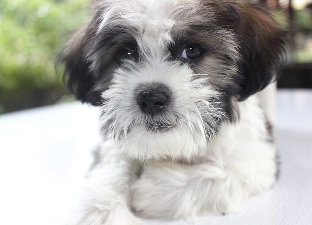 Free Puppy Chicko photo and picture