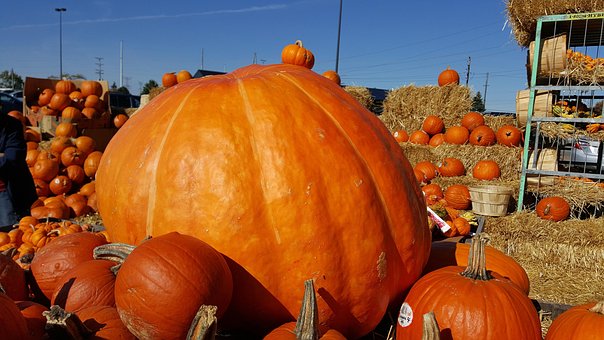 Free Pumpkin Orange photo and picture