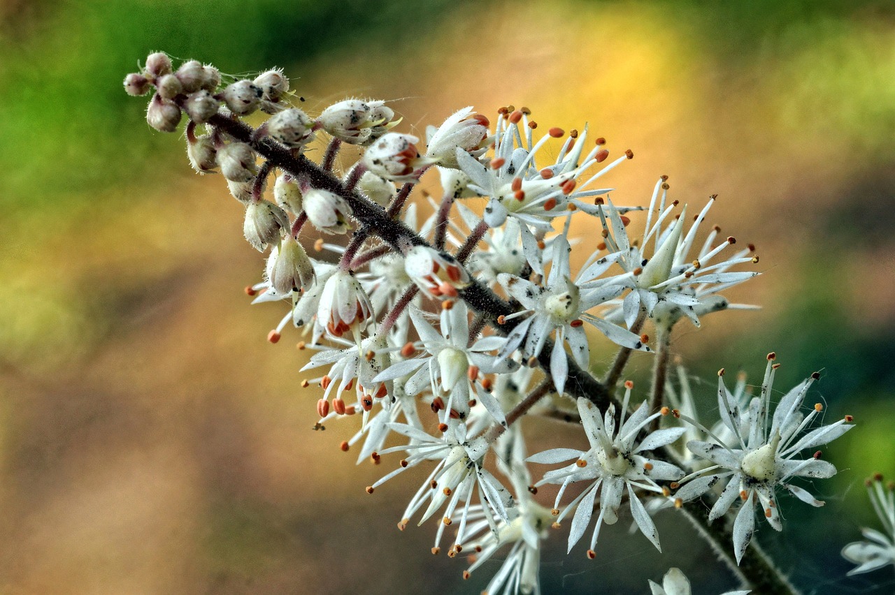 Flor De Castaño - Foto gratis en Pixabay - Pixabay