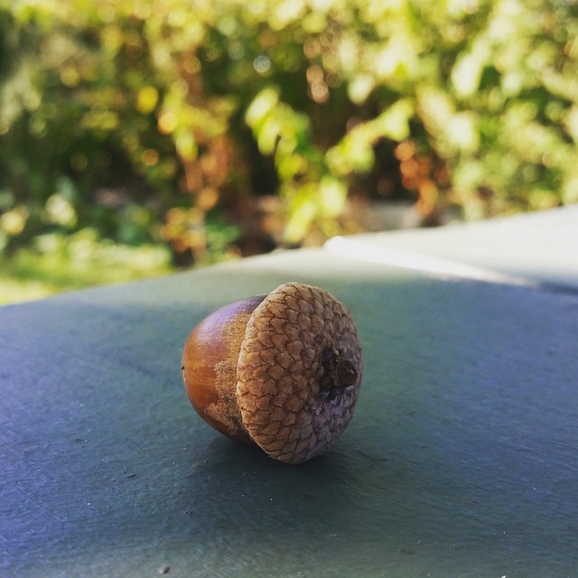Free Acorn Closeup photo and picture