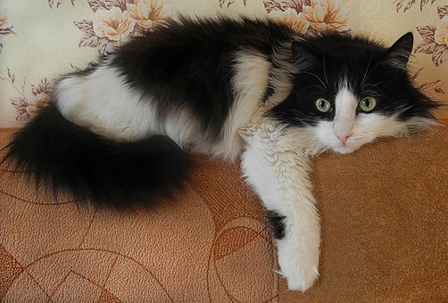 Free Cat Home photo and picture