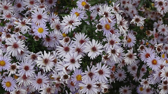 Blomster, Natur, Plante