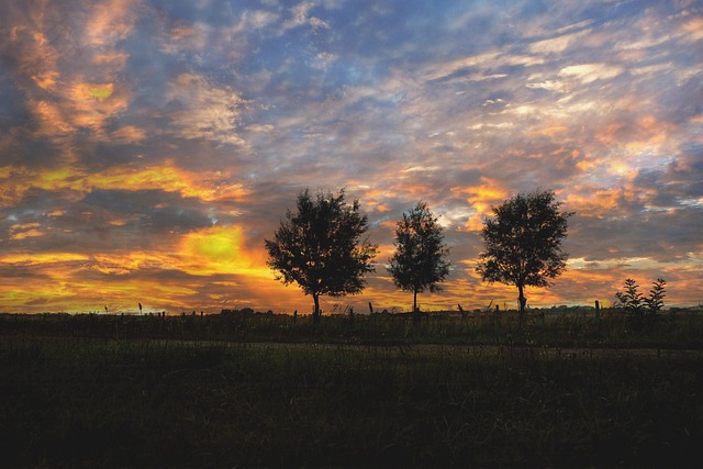 Free Trees Sunrise photo and picture