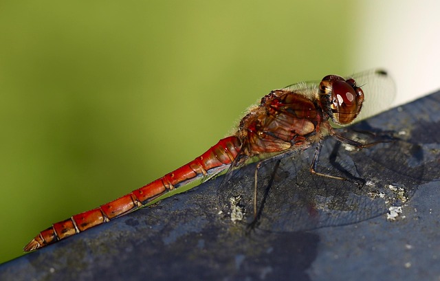 Free Dragon-Fly Animal photo and picture