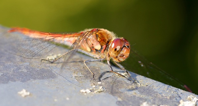 Free Dragon-Fly Nature photo and picture