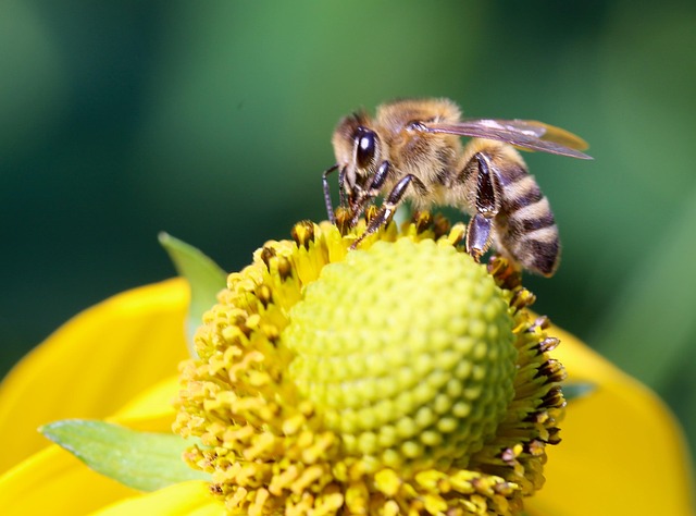 bee, animal, nature, insect, blossom, bloom, close up, bee on flower, honey bee, pollination