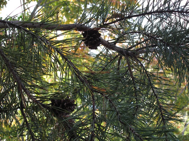 Free Pine Cones Tree photo and picture