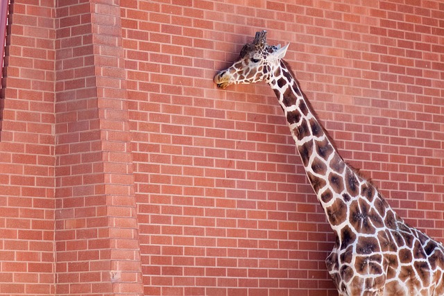 Free Giraffe Brick photo and picture