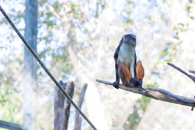 Free Monkey Green photo and picture