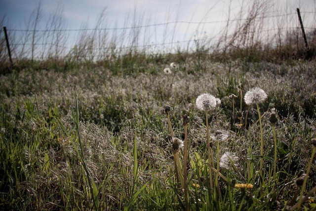 Free Dandelion Field photo and picture