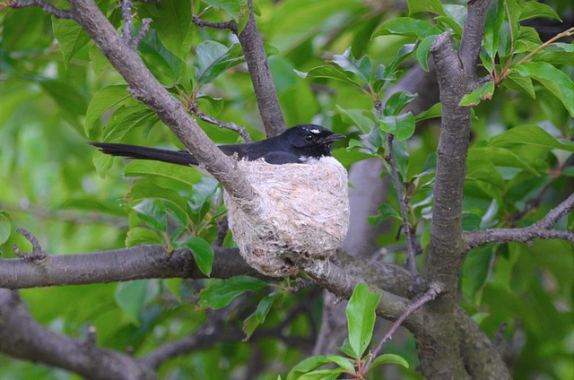 Free Bird Nest photo and picture