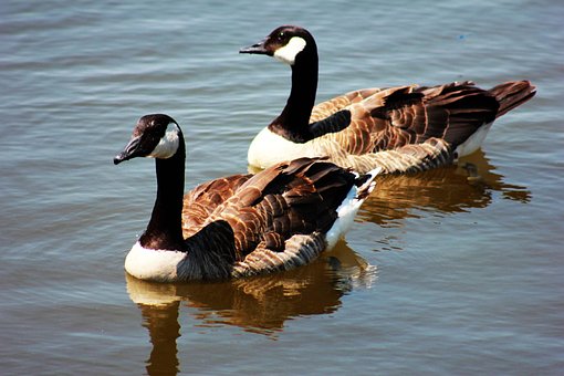 Free Goose Geese photo and picture