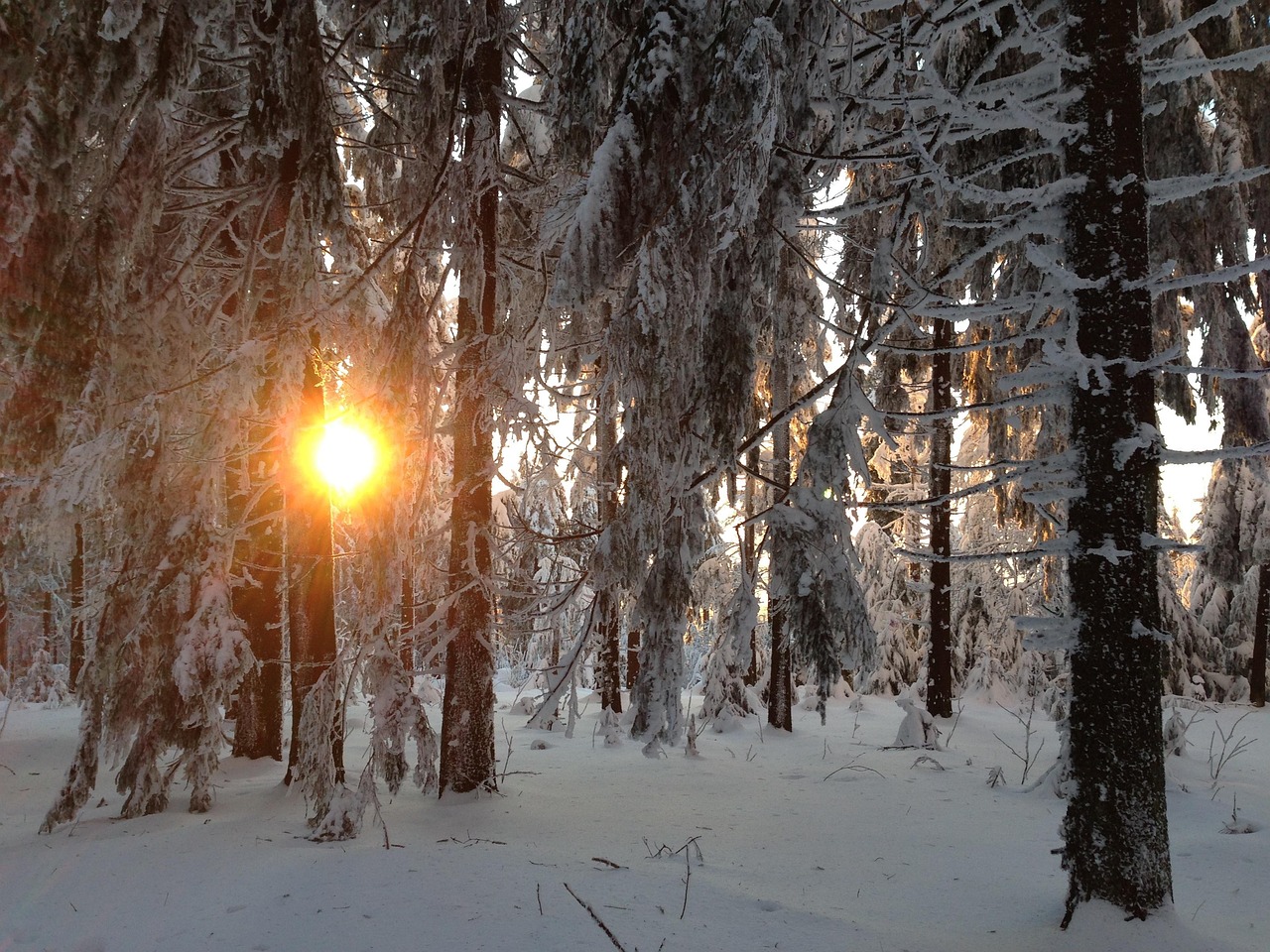 Winter Forest - Free photo on Pixabay - Pixabay