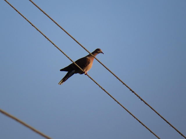 Free Nature Bird photo and picture
