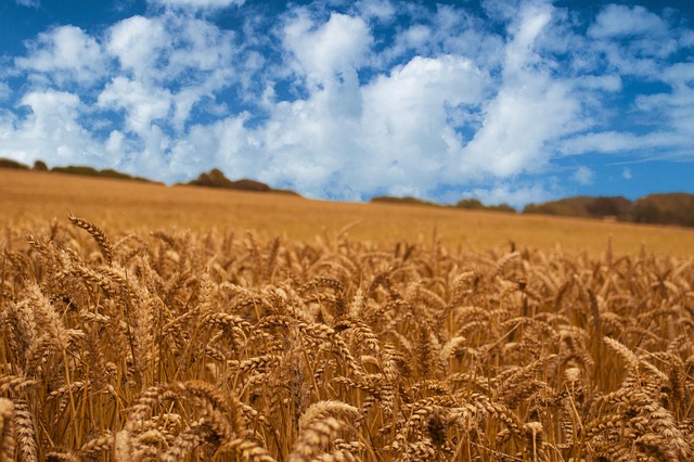 Free Corn Field photo and picture
