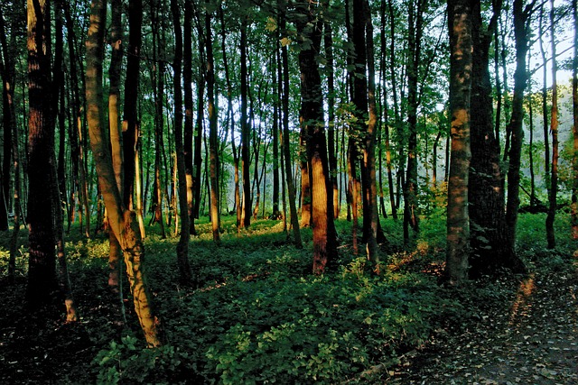 Free Forest Light photo and picture
