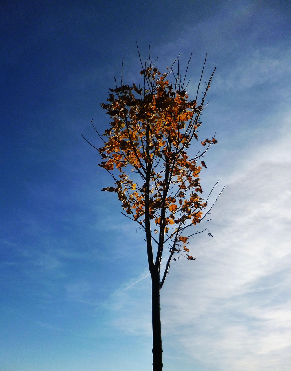 自然 樹冠 空 - Pixabayの無料写真 - Pixabay