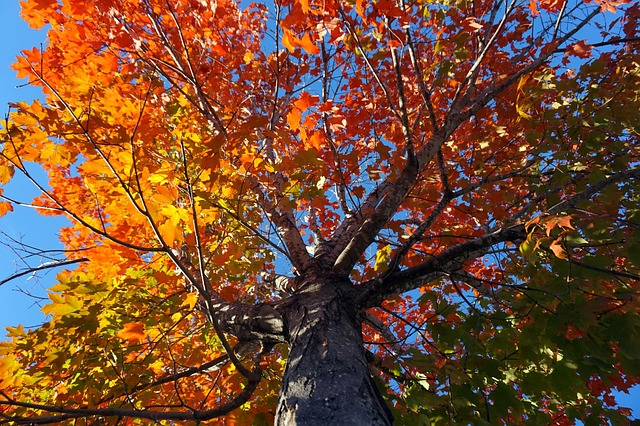 Free Fall Outside photo and picture