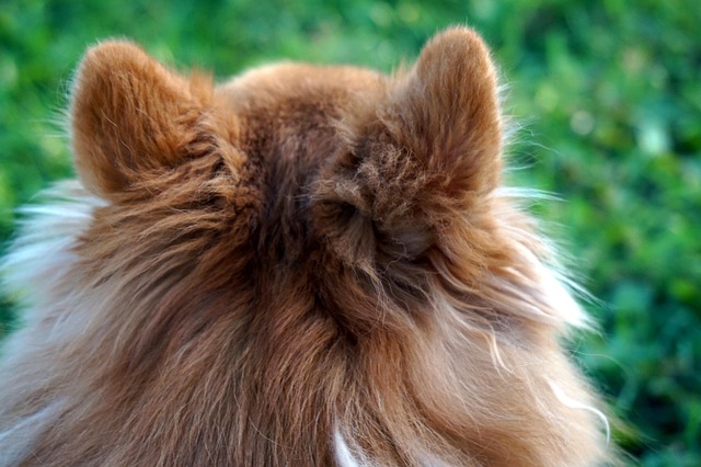 Free Fall Dog photo and picture