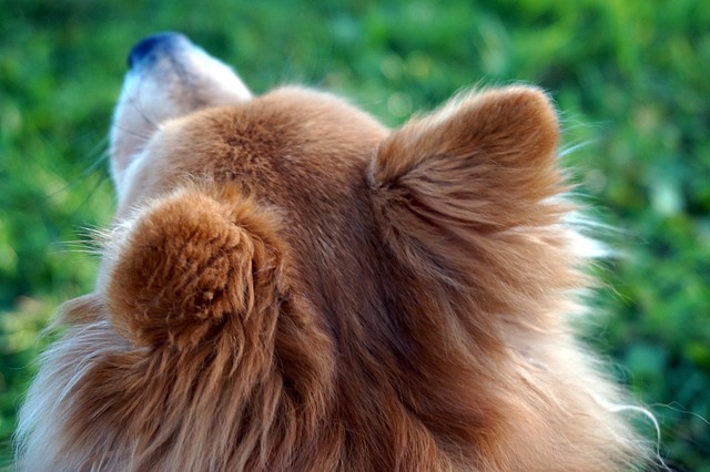 Free Fall Dog photo and picture