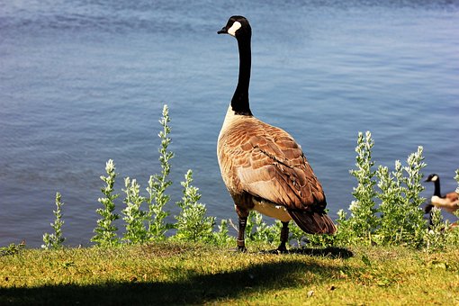 Free Goose Regina photo and picture