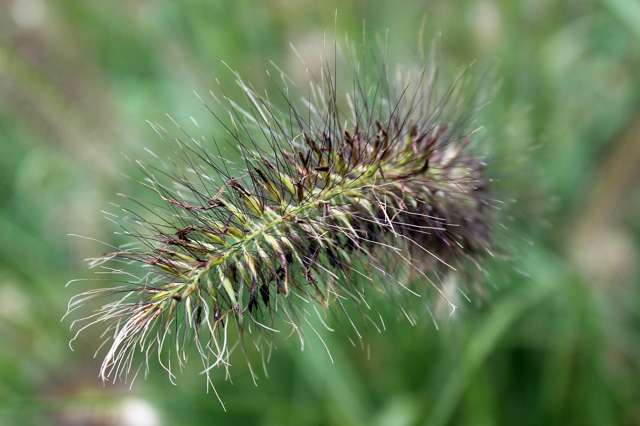 Wild Grass Free Photo On Pixabay