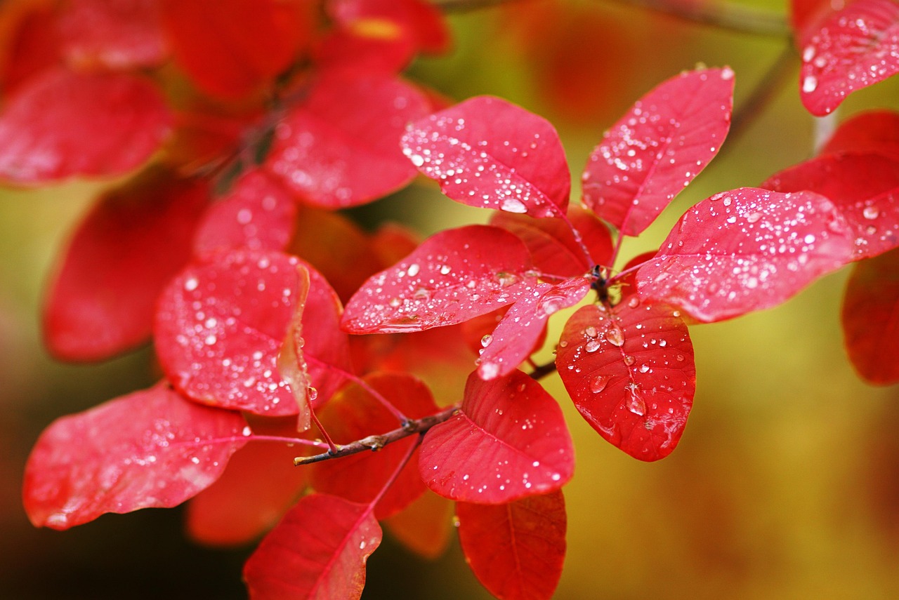 Autumn - free online jigsaw puzzle photo