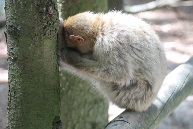 Free Ape Forest photo and picture