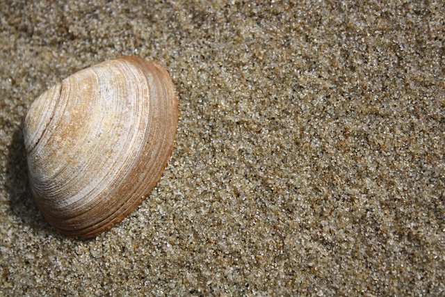 Free Shell Sand photo and picture
