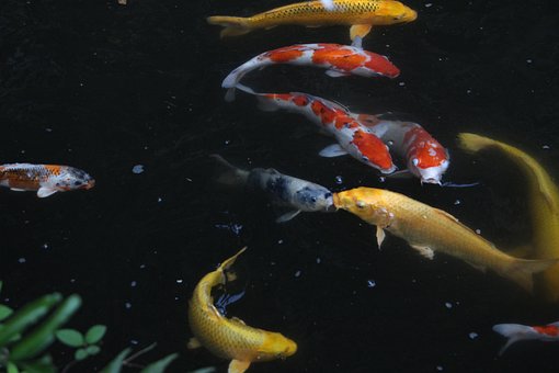 Karpe, Japan, Japansk Stil, Fisk, Lb