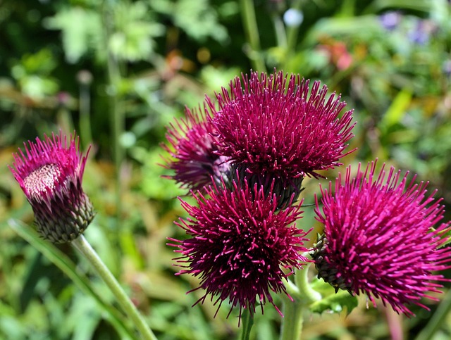 Free Thistle Flowers photo and picture