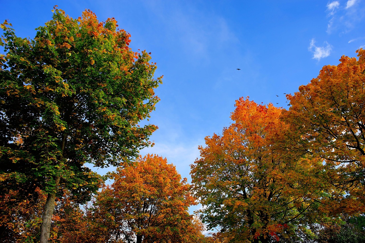 Fall Trees Golden Autumn Leaves In - Free photo on Pixabay - Pixabay