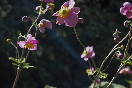 Anemoon, Bloem, Tuin, Bloom
