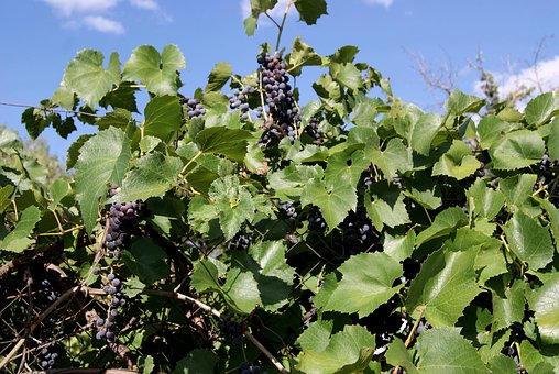 Free Grape Green photo and picture